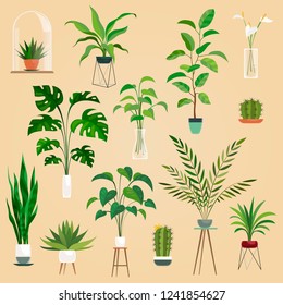 Plants in pots. Houseplant, succulent plants. Ficus planting in flowerpots vector isolated set.