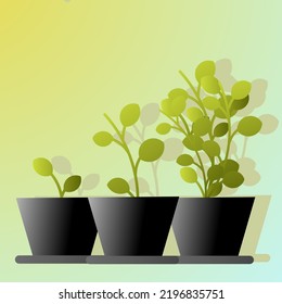 plants in pots or polybags, the process of growing plants, go green concept 