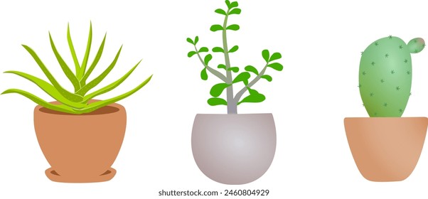 Plants in pots, succulents vector set