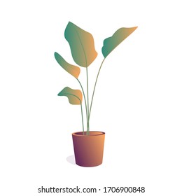 plantas machacadas en recipientes para uso interior como planta doméstica y decoración sobre fondo blanco. planta de ilustración en olla con color degradado.