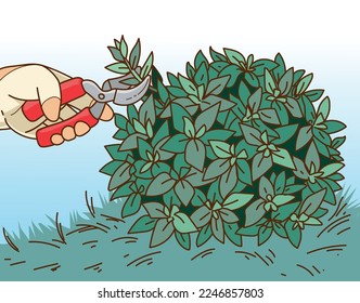 Plants pruning. The human hand in gardening glove trim the gardening plant. The human hand with gardening scissors. Vector illustration. 