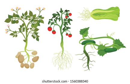 Plants with roots and vegetables. Vector illustration on a white background.