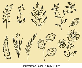 plants set of botanical hand-drawn vector drawings. Vintage Isolated.
