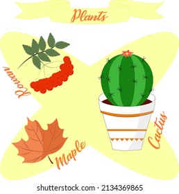 Plants set with maple,rowan and cactus.