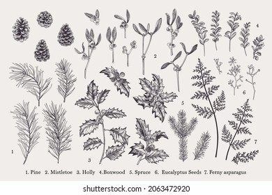 Plants Set. Traditional Christmas Flora. Vector Vintage Illustration. Spruce, Sasna, Holly, Fern, Eucalyptus Seeds, Boxwood. Black And White.