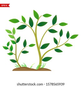 plants with shady green leaves for a shady landscape, white background, vector