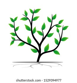 plants with shady green leaves for shady landscapes