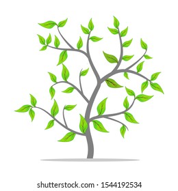 plants with shady green leaves for shady landscapes - Vector