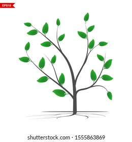 plants with shady green leaves for shady landscapes
