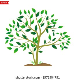 plants with shady green leaves for shady landscapes, vectors