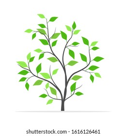 plants with shady green leaves for shady landscapes - Vector