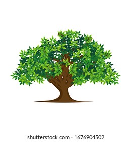 plants with shady green leaves for shady landscapes