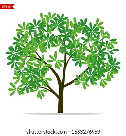 plants with shady green leaves for shady landscapes.vector
