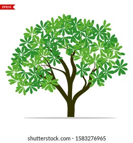 plants with shady green leaves for shady landscapes.vector