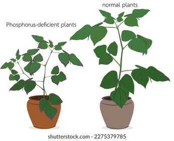 Plants show signs of phosphorus deficiency.