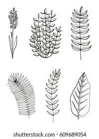 Plants sketch set vector