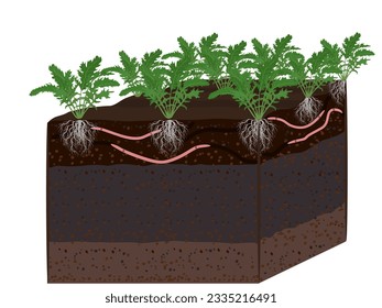 Plants in the soil on a white background.