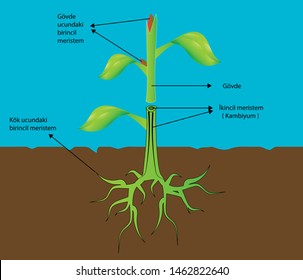 Plants structure vector illustration, meristem structure, plant cells

