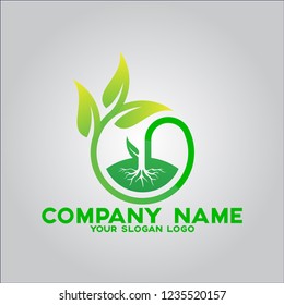 plants that grow with very supportive roots and leaves