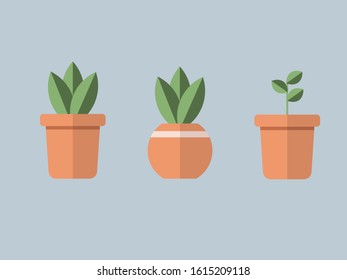 Plants with their Pots 