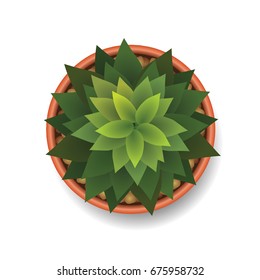 plants top view vector illustration