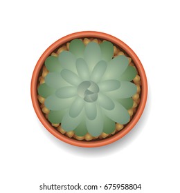 plants top view vector illustration
