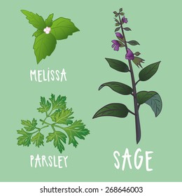 Plants vector collection. Herbs for kitchen and health illustrations