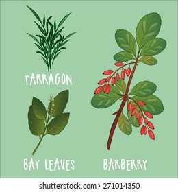 Plants vector collection. Herbs for kitchen and health illustrations