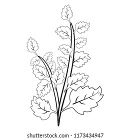 Plants vector design illustrated arts.