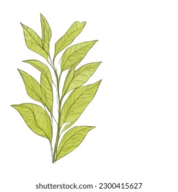 Icono de vector de plantas Arte de línea mínima