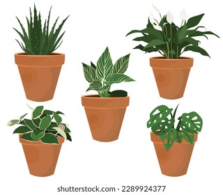 Plants Vector, Indoor Plants Set, Aloe Vera, Swiss Cheese, Pin-Stripe Calathea, Spathiphyllum Wallisii, Crimson Queen Hoya, In Terracotta Pot