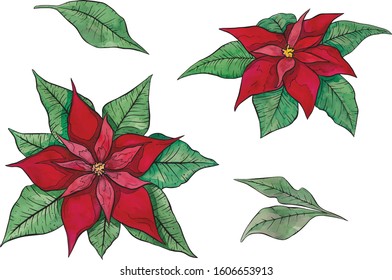 Plants vector line art nature