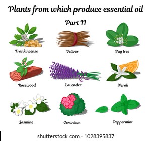  Plants from which produce essential oils such as Frankincense, Vetiver, Bay tree, Rosewood, Lavender, Neroli, Jasmine, Geranium, Peppermint