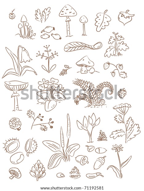 Plants Wild Fruits Flowers Vector Drawings Stock Vector (Royalty Free ...