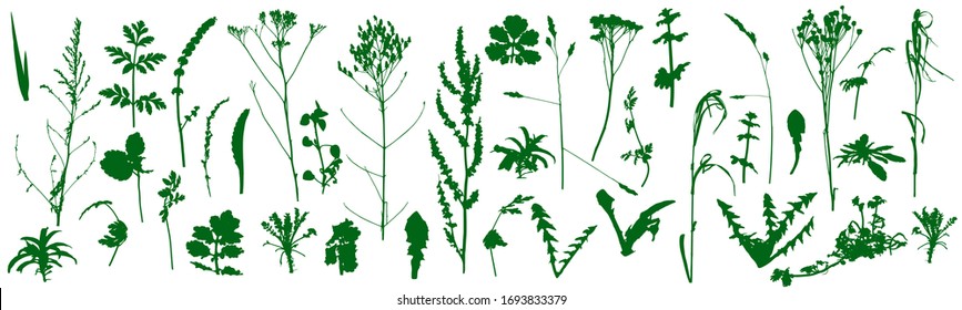 Plants, wild weeds, set of silhouettes. Vector illustration.