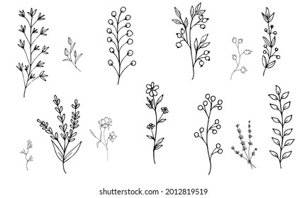 Plants without filling on a white background. Flowers and branches in the doodle style are hand-drawn. The outline of thin branches and twigs. Vector illustration. Isolated objects.