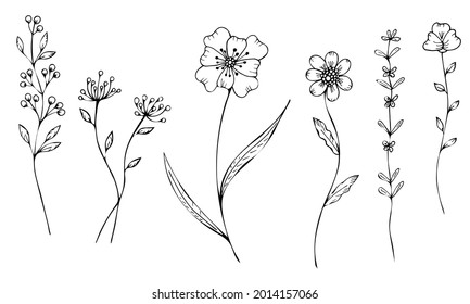 Pflanzen ohne Füllung auf weißem Hintergrund. Blumen und Äste im Doodle-Stil sind handgezeichnet. Der Umriss dünner Zweige und Zweige. Vektorgrafik. Isolierte Objekte.