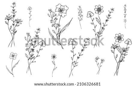 Plants without filling on a white background. Flowers and branches in the doodle style are hand-drawn. The outline of thin branches and twigs. Vector illustration. Isolated objects.