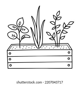 Plants in wooden box, doodle icon of seedlings, yard and garden decoration, vector illustration of gardening box with plants, isolated outline clipart on white background