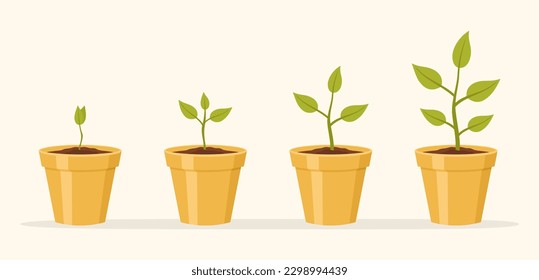 Plants in yellow ceramic pots. Infographics of plant growth phases. Flat vector illustration