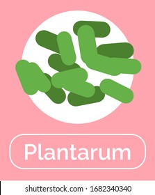 Plantum bacteria for positive effect for human digestive system. Probiotics for healthy digestion and bowels. Organic microorganism good for immunity system and microflora. Vector in flat style
