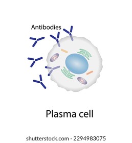 Células plasmáticas, leucocitos con células B, linfocitos B.  Diferenciación celular B, estimulación del antígeno del receptor superficial, anticuerpos monoclonales que producen células plasmáticas, ilustración vectorial.
