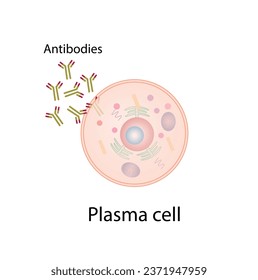 Células plasmáticas, leucocitos con células B, linfocitos B. Diferenciación celular B, estimulación del antígeno del receptor superficial, anticuerpos monoclonales que producen células plasmáticas, ilustración vectorial.