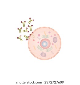Células plasmáticas, leucocitos con células B, linfocitos B. Diferenciación celular B, estimulación del antígeno del receptor superficial, anticuerpos monoclonales que producen células plasmáticas, ilustración vectorial.