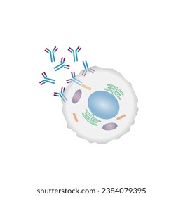 Células plasmáticas, leucocitos con células B, linfocitos B. Diferenciación celular B, estimulación del antígeno del receptor superficial, anticuerpos monoclonales que producen células plasmáticas, ilustración vectorial.