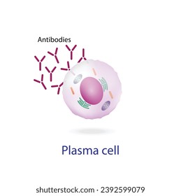 Células plasmáticas, leucocitos con células B, linfocitos B. Diferenciación celular B, estimulación del antígeno del receptor superficial, anticuerpos monoclonales que producen células plasmáticas, ilustración vectorial.