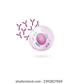 Células plasmáticas, leucocitos con células B, linfocitos B. Diferenciación celular B, estimulación del antígeno del receptor superficial, anticuerpos monoclonales que producen células plasmáticas, ilustración vectorial.