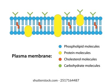 Membrana plasmática, membrana celular, membrana citoplasmática, plasmalema