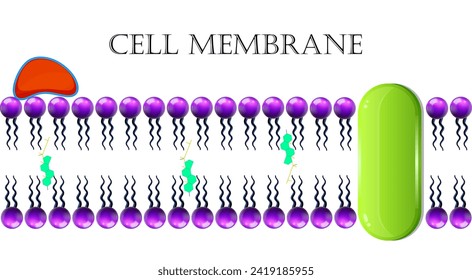 Plasma-Membrane oder Zellmembran oder Plasmalemma