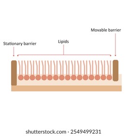 A membrana plasmática é composta por uma bicamada lipídica. Para calcular a área superficial de uma preparação lipídica, os fosfolípidos são dissolvidos em um solvente orgânico, como o hexano